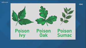 how to spot poison ivy and other