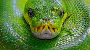 Quel est le serpent le plus dangereux du monde ? Top 10 !