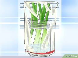 how to scallions 10 steps with