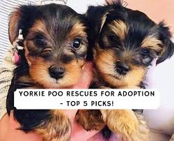 2.4 choosing your yorkies puppy for. Yorkie Poo Rescues For Adoption Top 5 Picks 2021 We Love Doodles