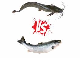 catfish vs salmon a nutrition