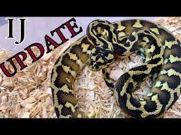 papuan carpet python update