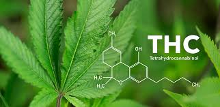 Everything You Need to Know About THC | Trulieve