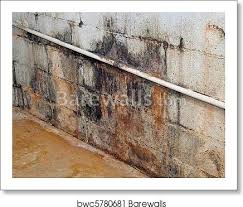 Common building practices trap moisture in wall assemblies preventing them from drying. Mold And Mildew Covered Basement Wall Art Print Barewalls Posters Prints Bwc5780681