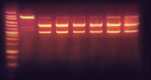 6x red fluorescent dna loading dye 5x1