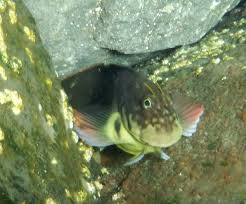 Underwater Photography Fish Database