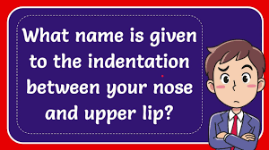 between your nose and upper lip answer
