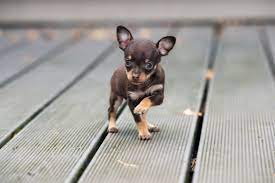 10 teacup dog breeds for tiny canine
