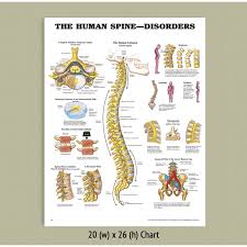Spine Diagram Chart Wiring Diagrams