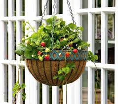 short on space plant your strawberries