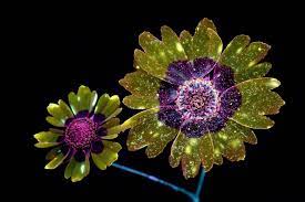 Minerals that glow in the dark may or may not be radioactive. Pictures Flowers Glow Under Uv Induced Visible Fluorescence