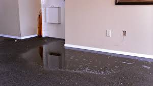 mold to grow on wet carpet