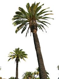 palm trees hd png transpa