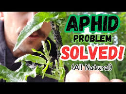 Aphid Control And Prevention 100