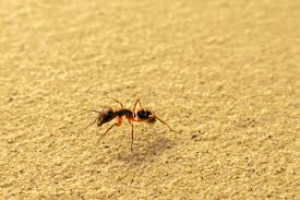 10 types of ants every homeowner should