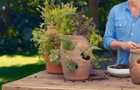 Planting Ideas For Strawberry Pots