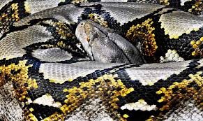 reticulated python s guide everything