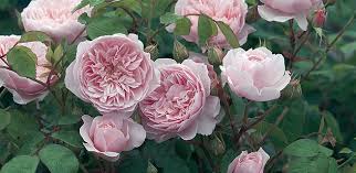 home page tasman bay roses