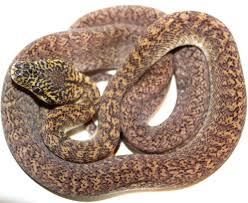 baby granite ij carpet python