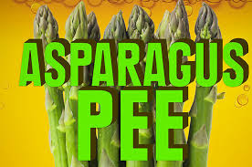 smells horrible after you eat asparagus