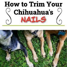 how to trim your chihuahua s nails