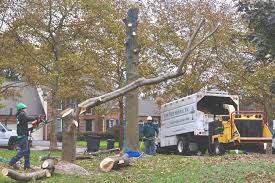 It's often when a tree turns brown, loses its leaves or even dies that homeowners take to the internet and select whichever company can get to their property the fastest. We Offer Tree Trimming Cost Near Me Tree Trimming Services Tree Removal Tree Pruning Tree Cutting Residential And Commercial Tree Trimming Services Storm Damage Emergency Tree Removal Land Clearing Tree Companies Tree