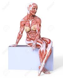 While cardiac muscles are exclusively found in the heart, skeletal and smooth muscle tissue. Female Anatomy And Muscles Body Without Skin Isolated On White Stock Photo Picture And Royalty Free Image Image 93762951