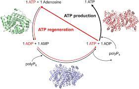 Atp From Adenosine And Polyphosp