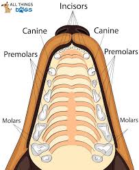 How Many Teeth Do Dogs Have Your Dog Dental Questions