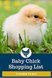 what-do-you-need-for-a-baby-chick