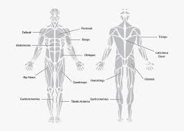Each of your muscles is made up of thousands of thin, long, cylindrical cells called muscle fibers. Antagonistic Muscle Action Muscular System Black And White Free Transparent Clipart Clipartkey