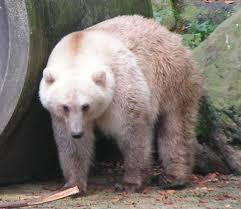 Grizzly Polar Bear Hybrid Wikipedia