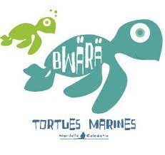 Bilan de 8 années de suivi des tortues Caretta caretta par l'association BWÄRÄ Tortues Marines & perspectives