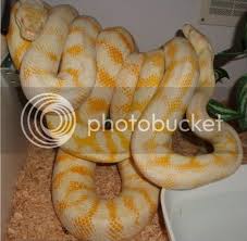 albino darwin carpet pythons female