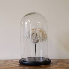 Alice Feathers In Glass Dome - Charlotte's Interiors