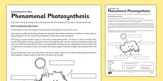 Photosynthesis Diagram Labelling