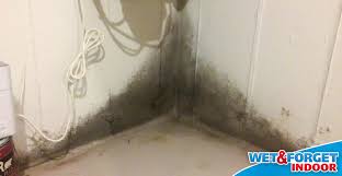Basement Mold And Mildew Now With Wet