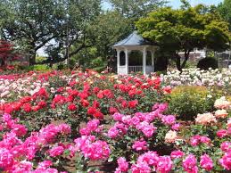 Roses At Harbor View Park In Yokohama