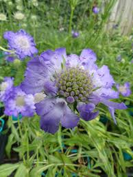 scabiosa fama blue pincushion flower