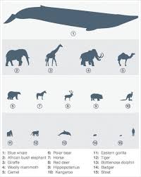 Image Result For Comparative Brain Size Chart Whale Cat