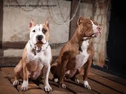The name pitbull often conjures images in our heads of dog fights and general mayhem. American Pit Bull Terrier Steckbrief Fci Klasse Wesen Haustiermagazin