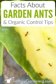 facts about ants in a garden organic