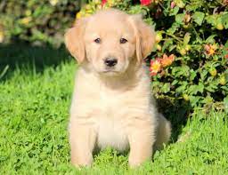 Gresham oregon pets and animals 1,200 $ view pictures. Golden Retriever Lab Mix Puppies For Sale Near Me Petfinder