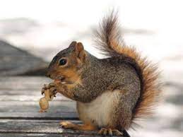 fox squirrels use chunking to