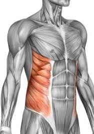 Image result for oblique muscles