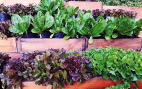 Top 10 Crops For Your Window Box