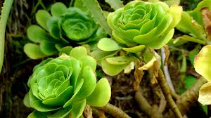 how to care for a rose succulent
