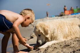 dog friendly beaches in north carolina