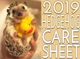 hedgehog care sheet 2019 version