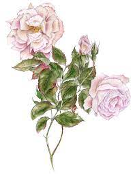Patricia parker, 51deborah rose, 54evelyn rose, 75. Pink Rose Corinne Hills Botanical Illustrator